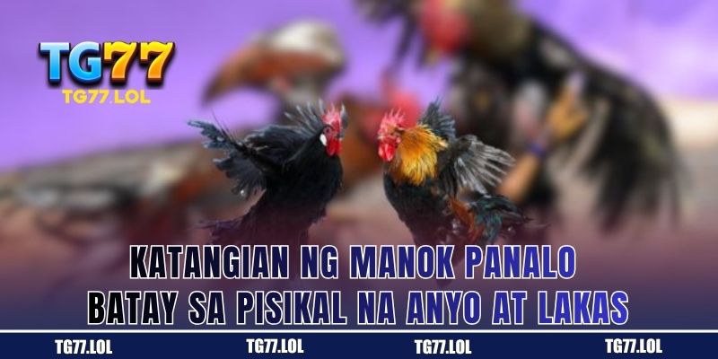 Katangian ng Manok Panalo Batay sa Pisikal na Anyo at Lakas