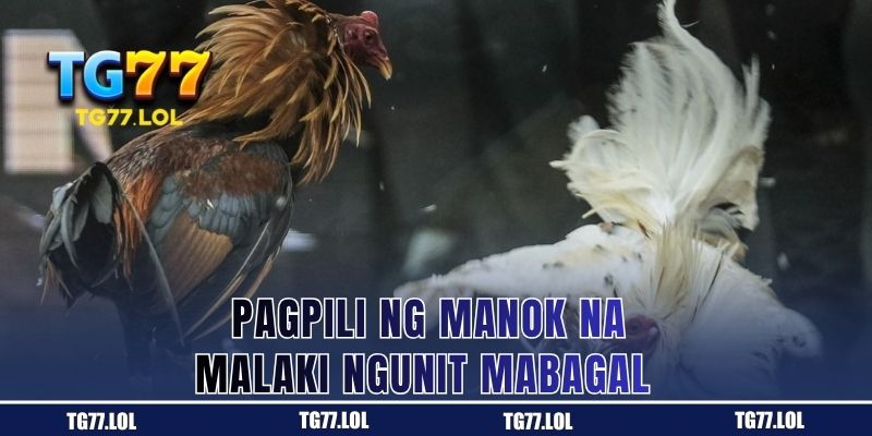 Pagpili ng Manok na Malaki ngunit Mabagal 