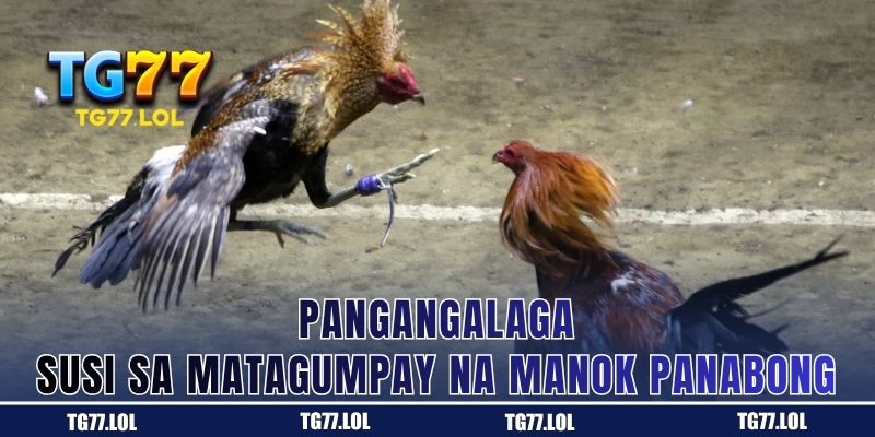 Pangangalaga: Susi sa Matagumpay na Manok Panabong