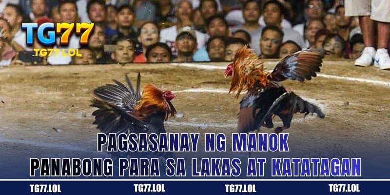 Pagsasanay ng Manok Panabong para sa Lakas at Katatagan
