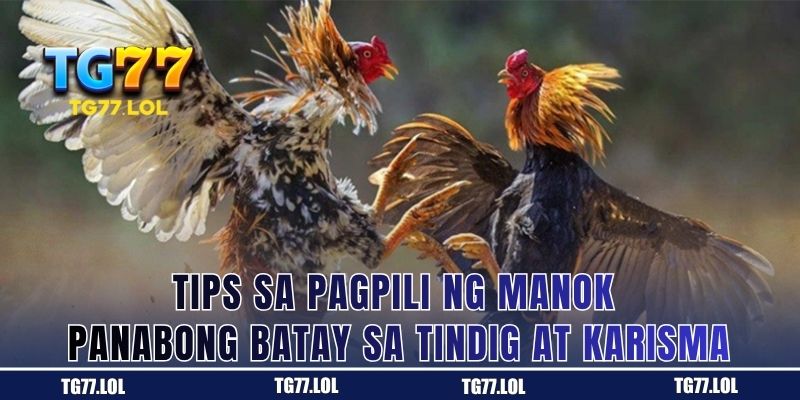 Tips sa Pagpili ng Manok Panabong Batay sa Tindig at Karisma