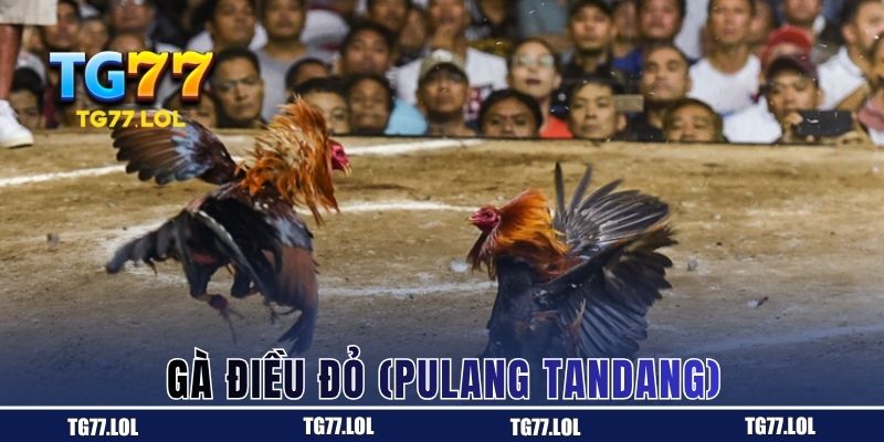 Gà Điều Đỏ (Pulang Tandang)